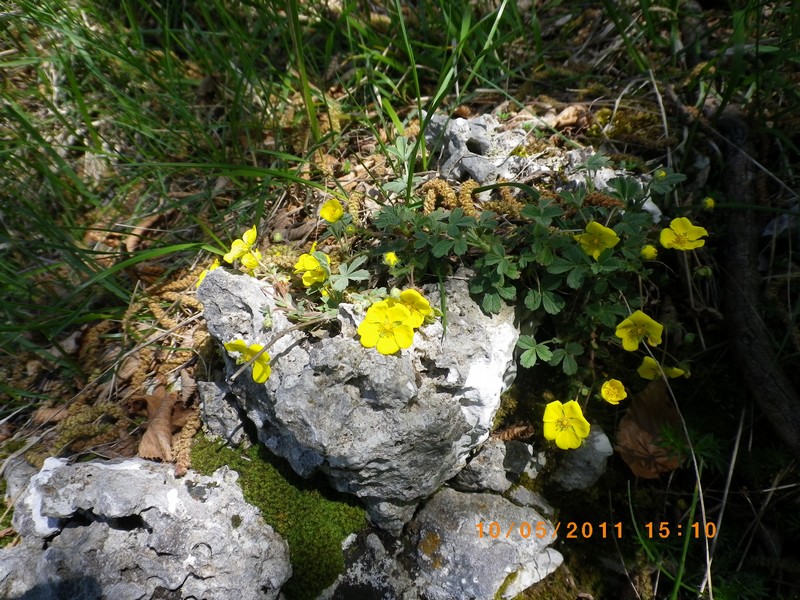 Fiori gialli su roccia - Potentilla sp.